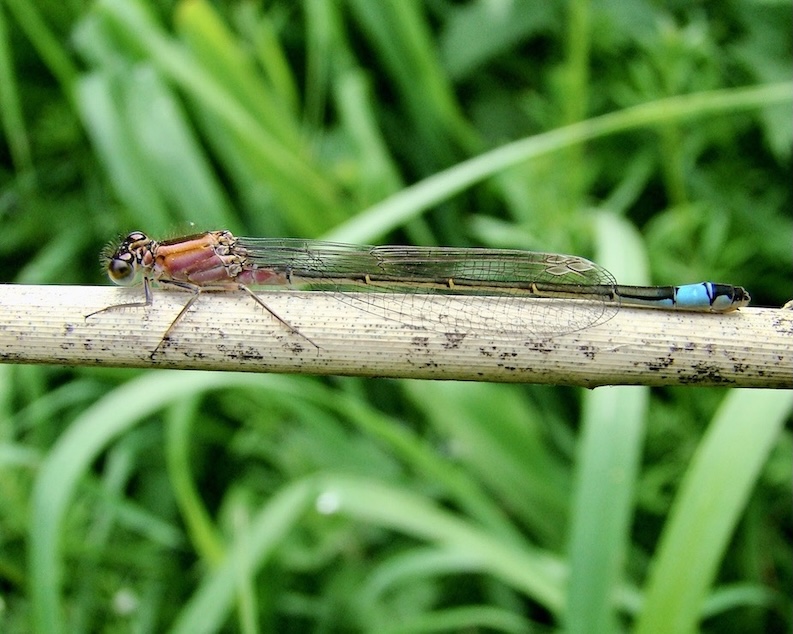 blue-tailed damselfly